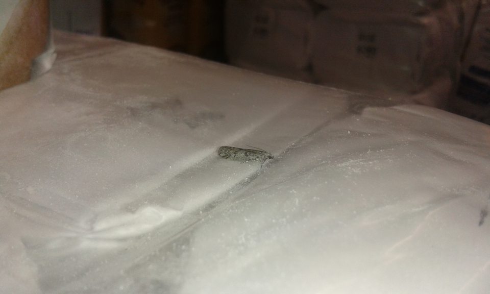 Výskyt živého hmyzu - dospelý jedinec Vijačky múčnej