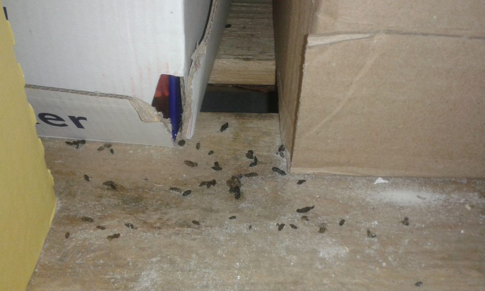 V prevádzke výskyt trusu hlodavcov na palete s potravinami.