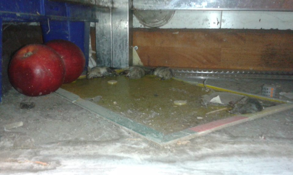 V prevádzke výskyt uhynutých hlodavcov a nečistôt pod regálom s potravinami.