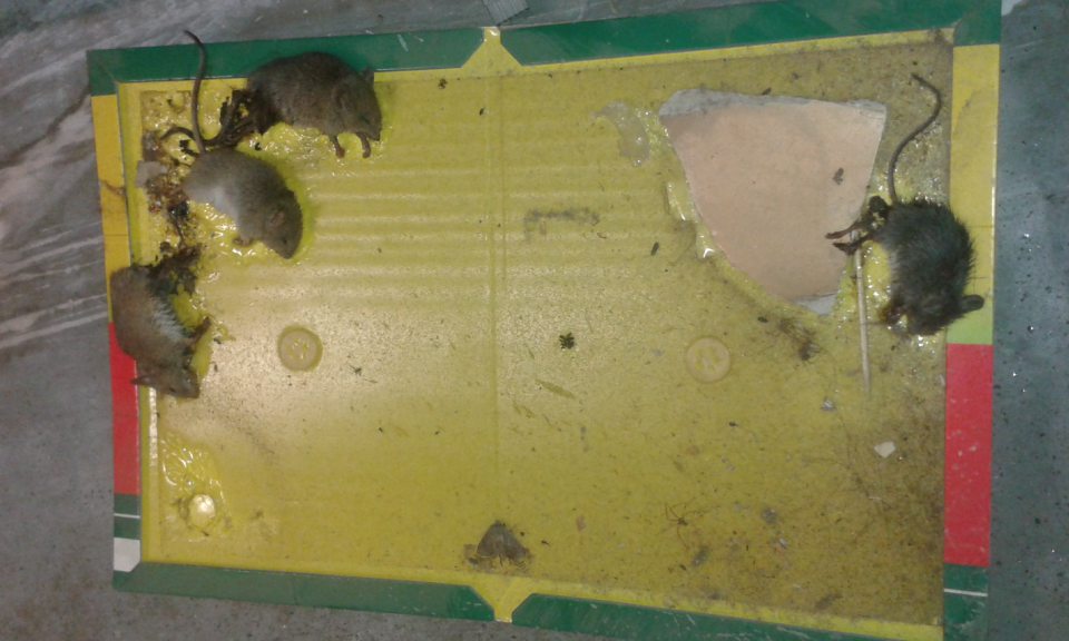 V skladovacom priestore prevádzky neodstránené uhynuté hlodavce na lepovej pasci.