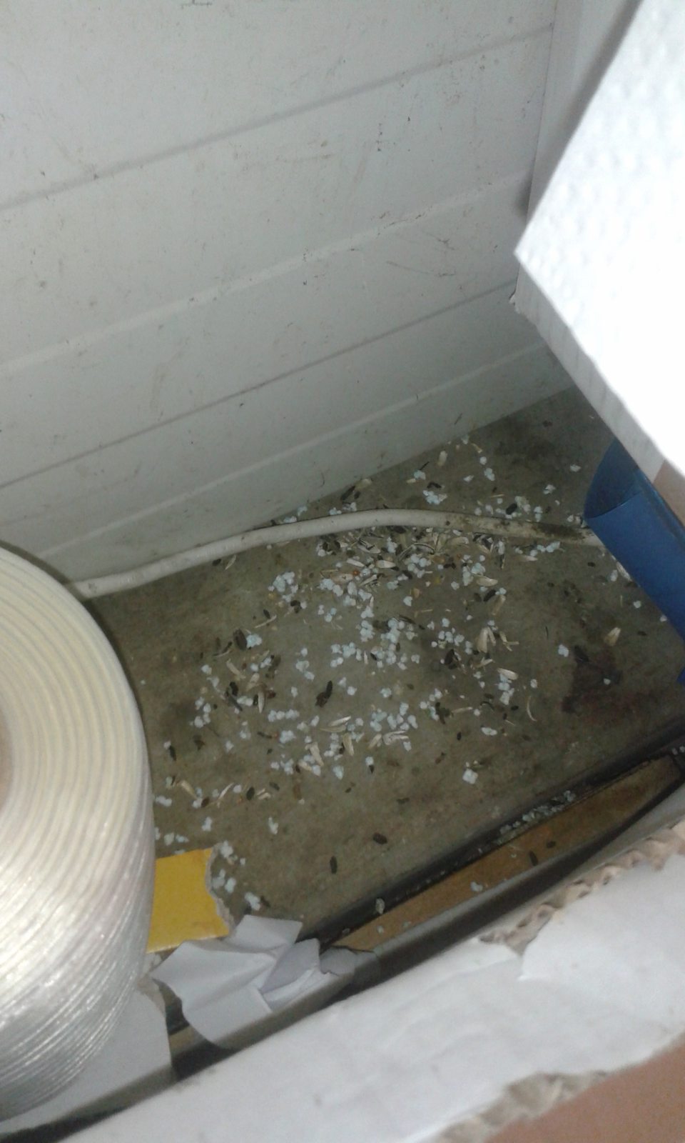 V prevádzke výskyt trusu hlodavcov.