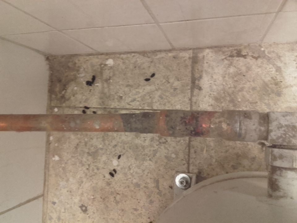 Znaky prítomnosti hlodavcov v sklade potravín 