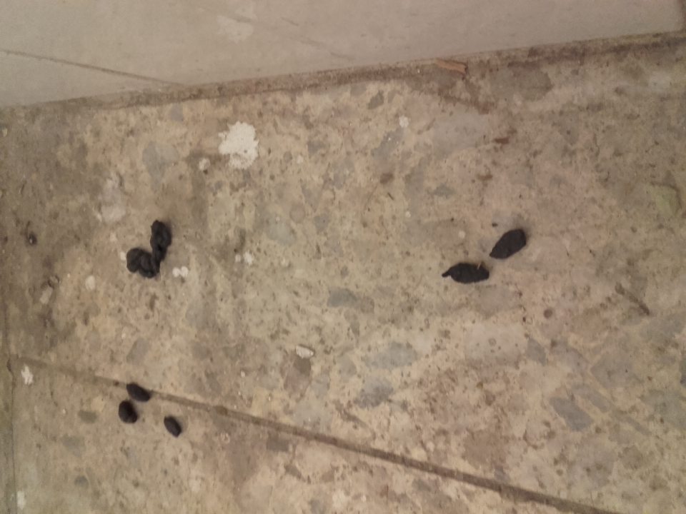 Znaky prítomnosti hlodavcov v sklade potravín 