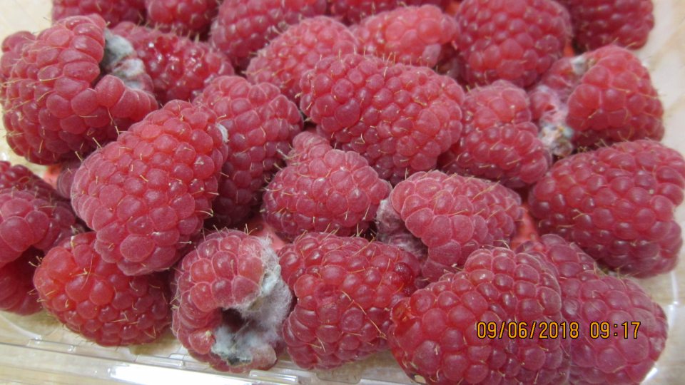 Maliny balené v plastovej krabičke 125 g nahnité a prerastené zelenými a bielymi mycéliami plesne. 