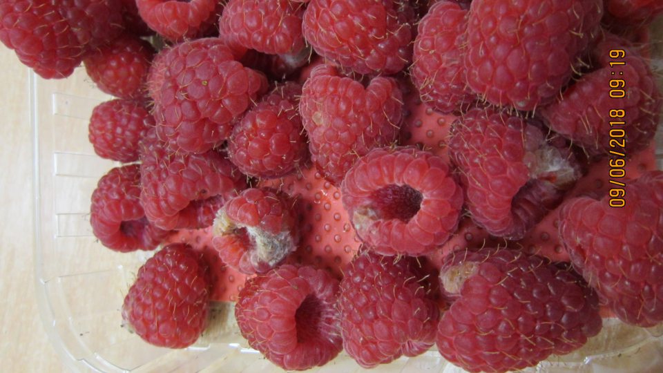 Maliny balené v plastovej krabičke 125 g, nahnité a prerastené zelenými a bielými mycéliami plesne. 