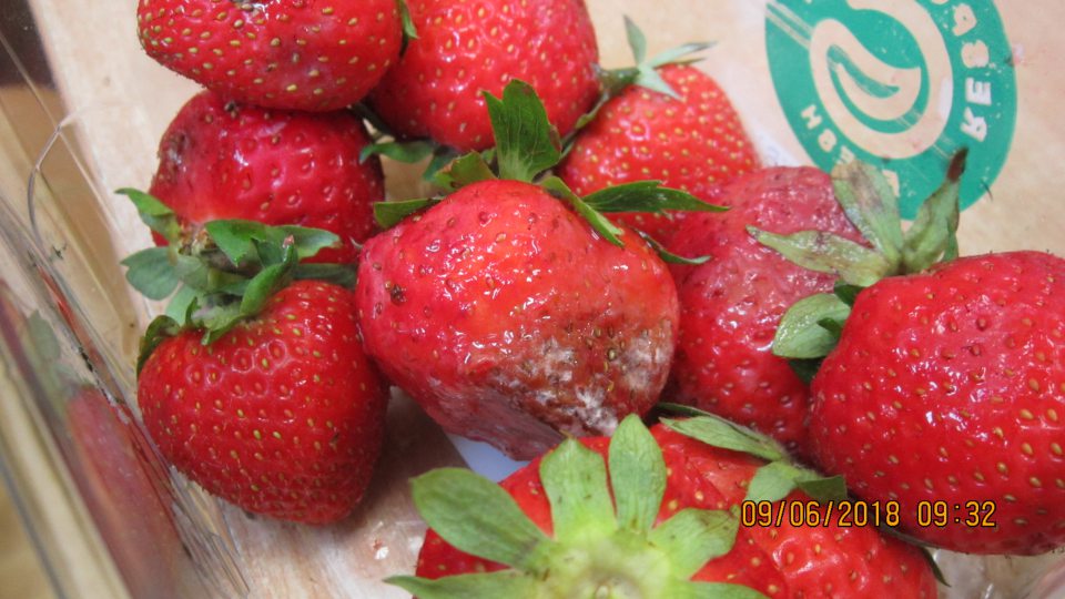 Jahody 500 g balené - plody mechanicky poškodené, nahnité a s bielou plesňou na povrchu plodov.   