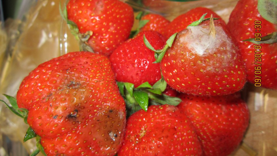 Jahody 500 g balené - plody mechanicky poškodené, nahnité a s bielou plesňou na povrchu plodov. 