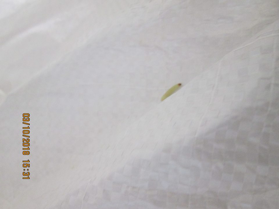 V sklade prevádzky vo vreci s potravinou - arašidy nelúpané pražené zistené larvy škodcu - mole.