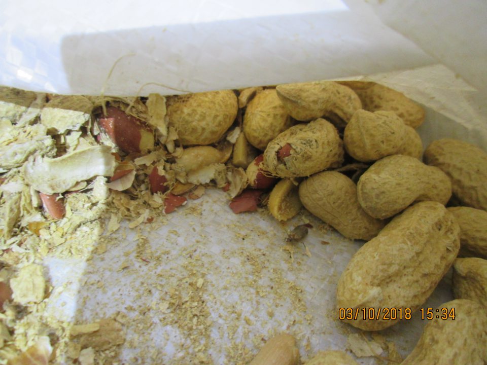 Vo vreci so skladovanými arašidmi zistený živý škodca moľa.