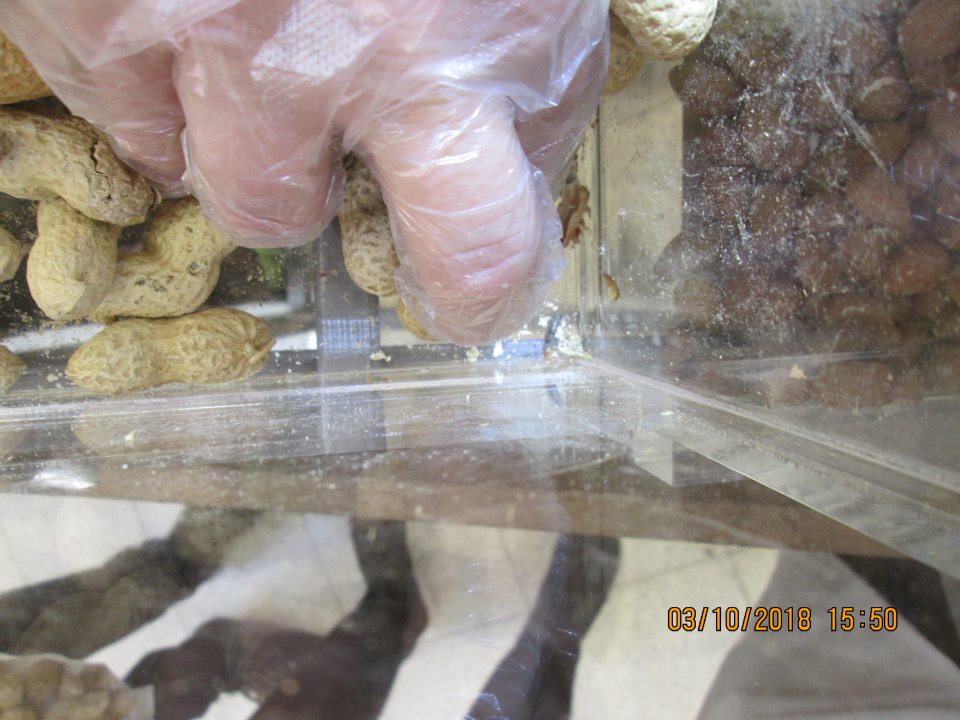 Na predajnej ploche v plastovom boxe s uloženými nelúpanými praženými arašidami zistený škodca - mŕtva moľa.