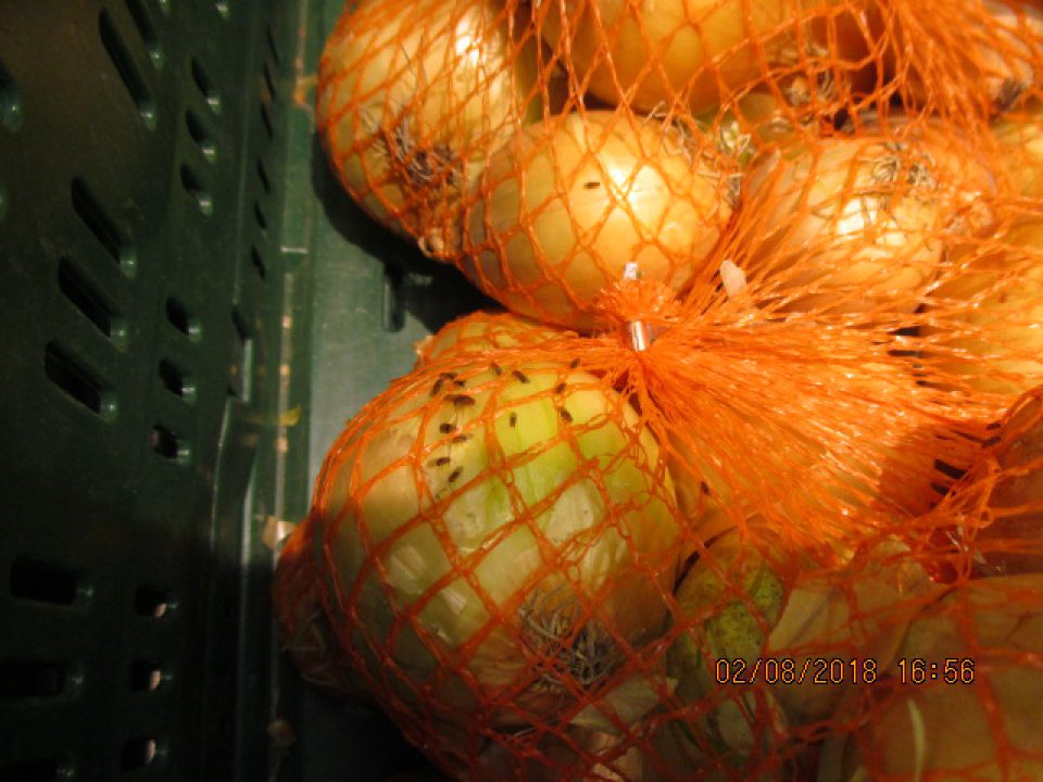 Zvýšený výskyt lietajúceho hmyzu na úseku ovocia a zeleniny a na úseku s pekárenskými výrobkami.