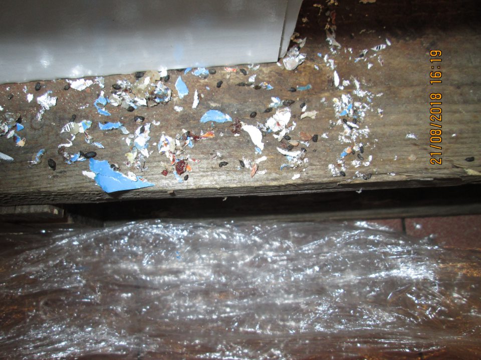 V zázemí prevádzky výskyt myšacieho trusu na uskladnenej čokoláde, za paletou s trvanlivým mliekom a trvanlivým pečivom, v tesnej blízkosti uhynutá myš