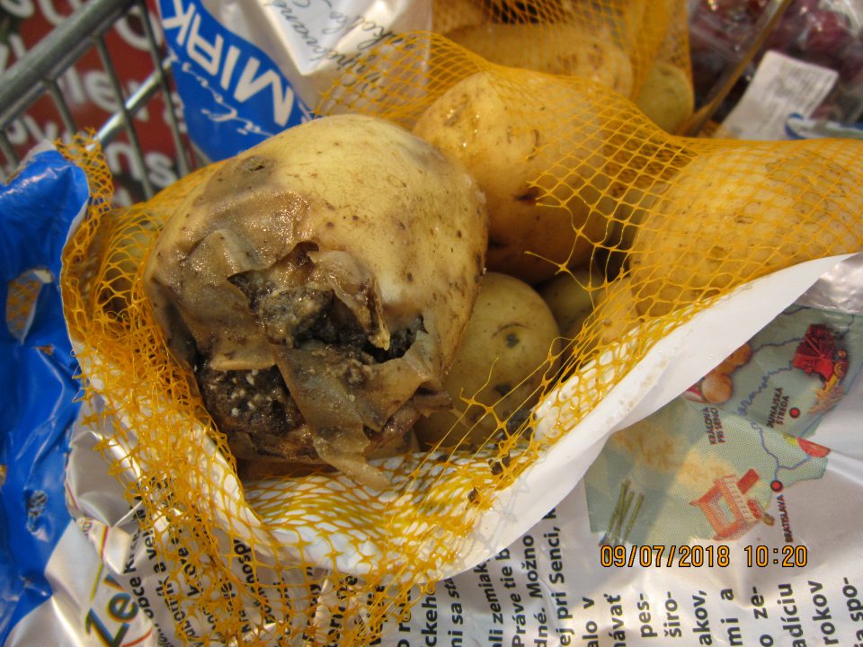 Vyskyt hniloby u zemiakov.