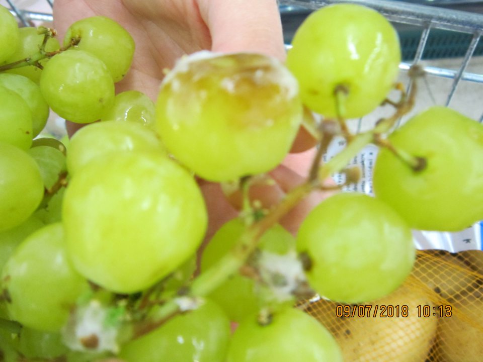 Výskyt hniloby a plesne.