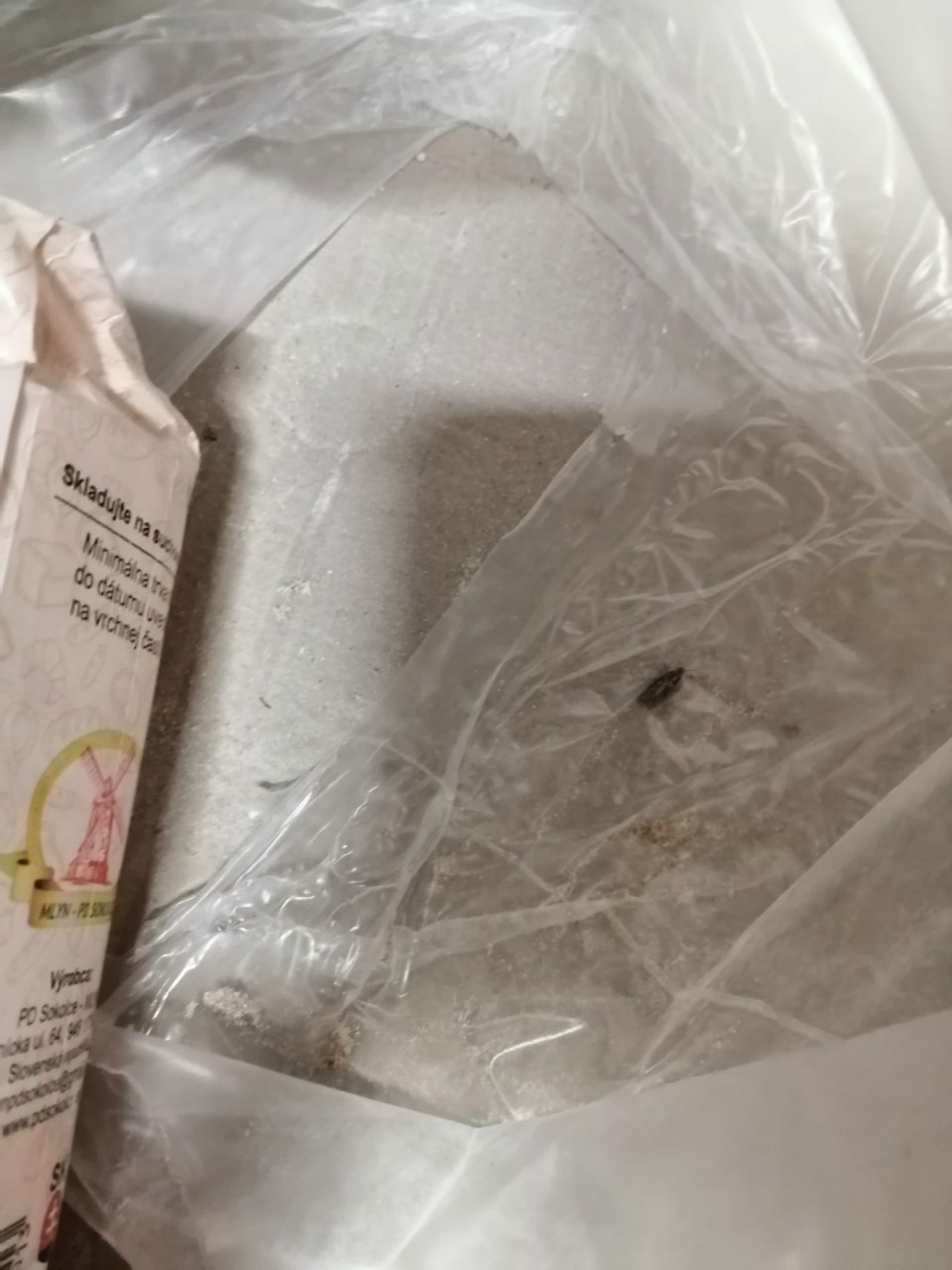 Výskyt škodcov na predajnom mieste múky.