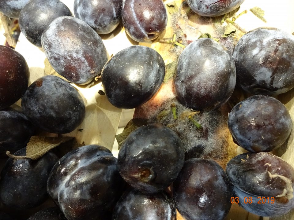 Plesnivé, hnijúce a tečúce ovocie na predajnej ploche.