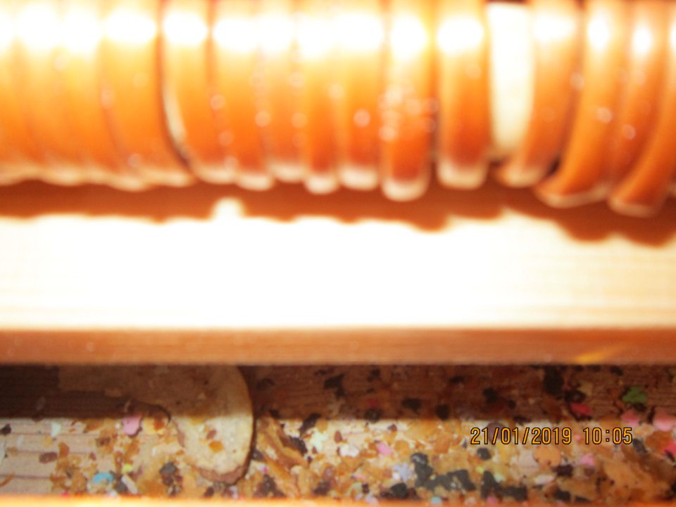 znečistené regále pod balenými vianočkami zbytkami pečiva a zhlukov prachu, spodné časti regálov pod mriežkami sú nadmerne znečistené hrubou vrstvou posypov z pekárenských výrobkov a suchými omrvinkami z pečiva na úseku uloženia pekárenských výrobkov z dopeku