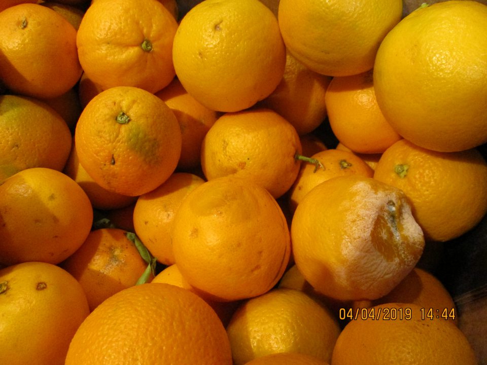 	Nevhodné na ľudskú spotrebu - 11,98 % hniloba. 