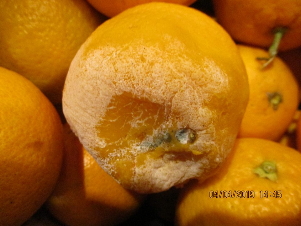 Nevhodné na ľudskú spotrebu - 11,98 % hniloba.