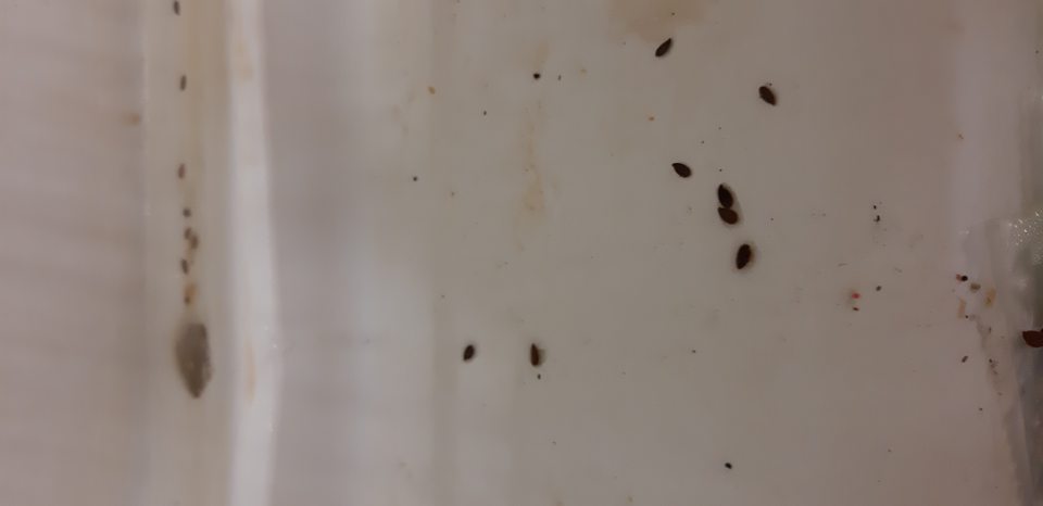 Znečistená spodná časť chladiaceho zariadenia s uloženými knedľami.