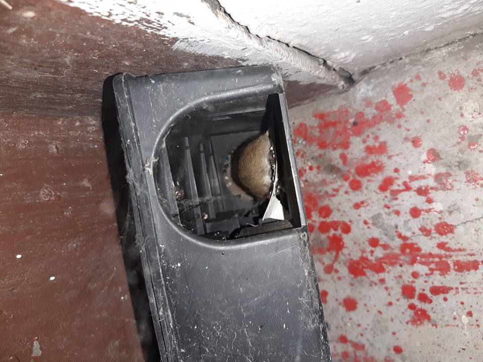 V staničke výskyt uhynutého hlodavca.