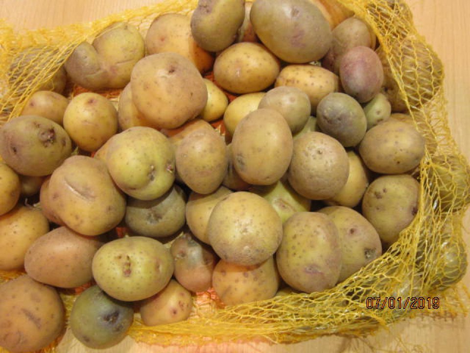 Konzumné zemiaky zelené naklíčené