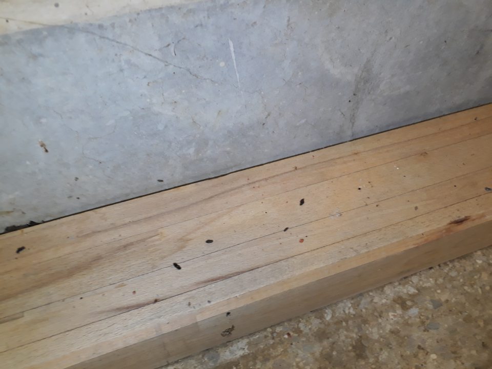 výskyt trusu hlodavcov v priestore skladu