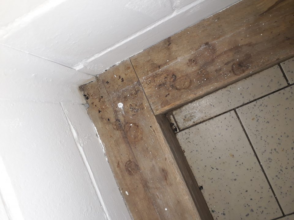 výskyt myšacích exkrementov v sklade vajec v zázemí predajne