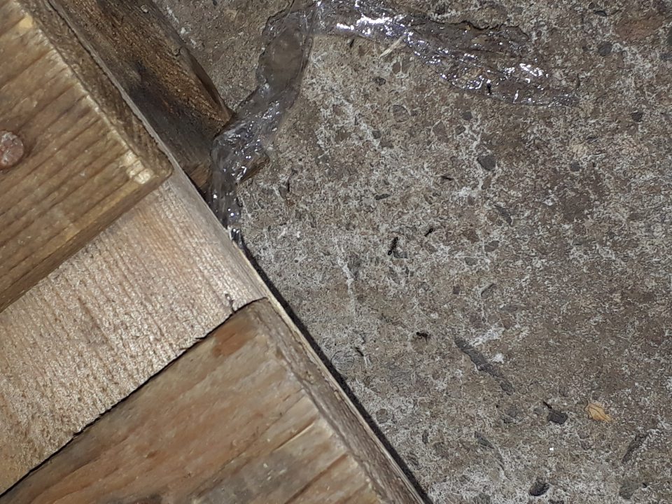 výskyt živých mravcov v priestore príjmu tovaru