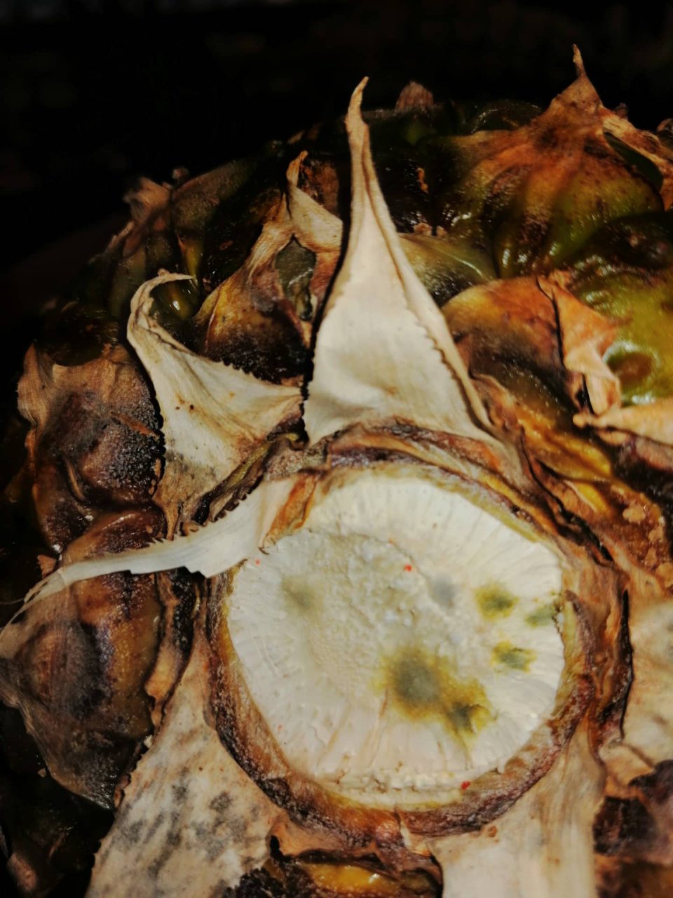 Zistená pleseň na spodnej časti ananásu.