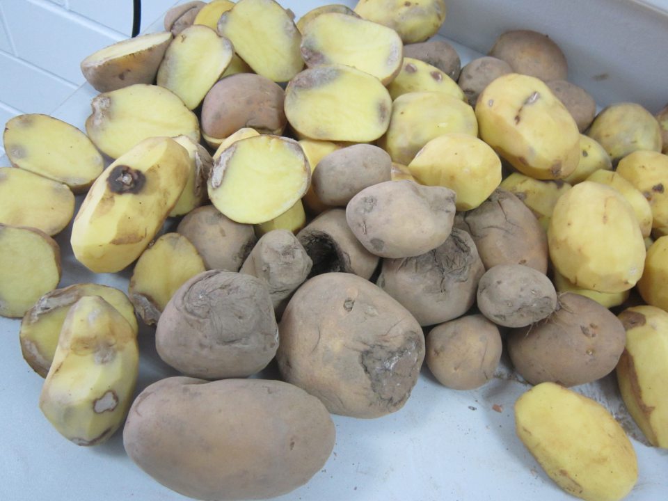 Predaj konzumných zemiakov nevhodných na ľudskú spotrebu.