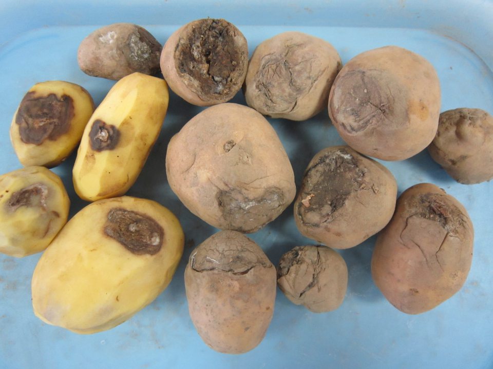 Predaj konzumných zemiakov nevhodných na ľudskú spotrebu.