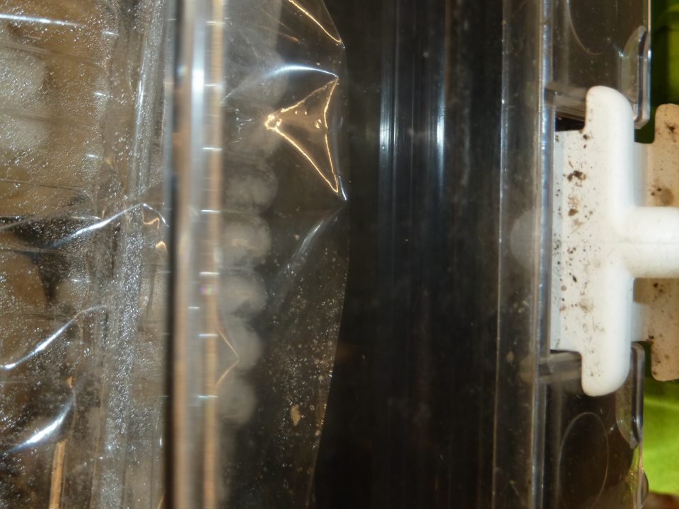 Výskyt plesní na plastových držiakoch v chladiacom zariadení pre cukrárske výrobky.