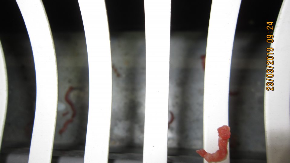 Na predajnej ploche v chladiacej vitríne znečistenie na a pod mriežkou kúskami mletého mäsa. 