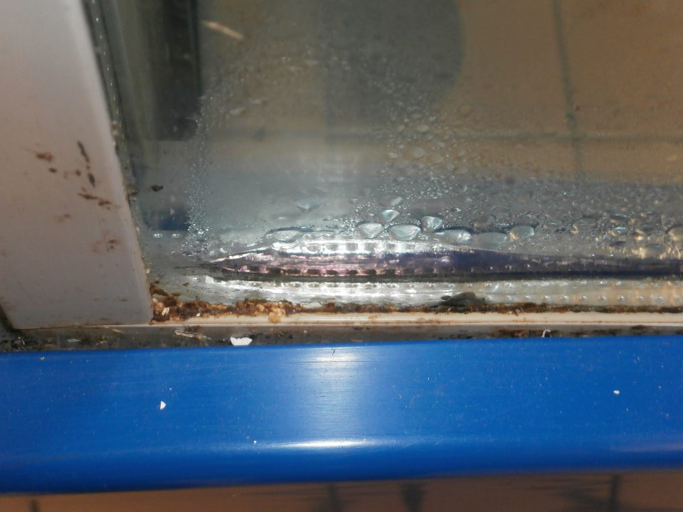 Predajňa-znečistené deliace lišty na mraziacich vaniach medzi sklom a spodnou časťo