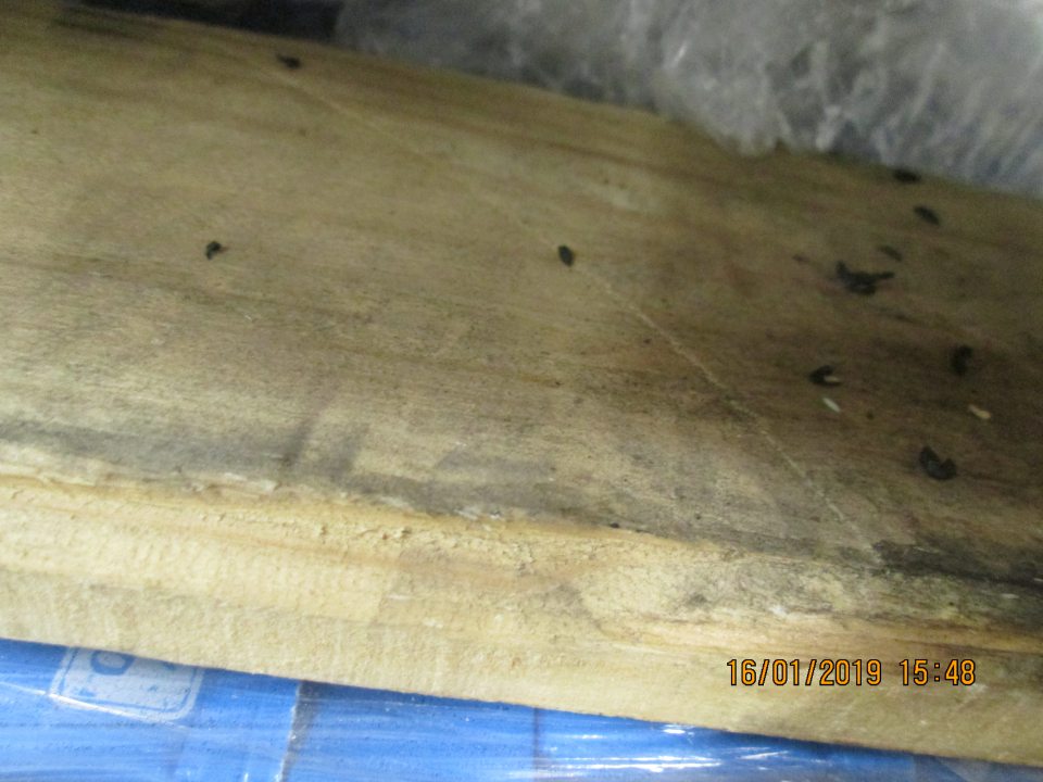 Výskyt trusu hlodavcov myší na paletách v zázemí prevádzky v celkovom množstve cca 50 kusov.