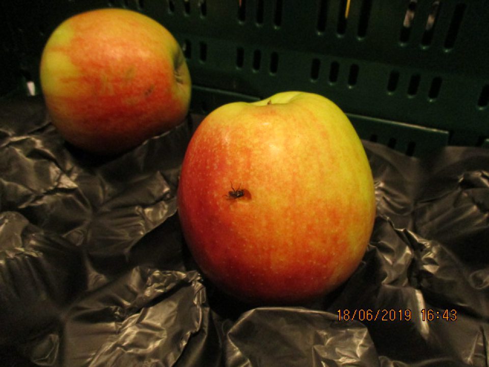 Výskyt múch na úseku ovocia a zeleniny v množstve cca pätnásť kusov.