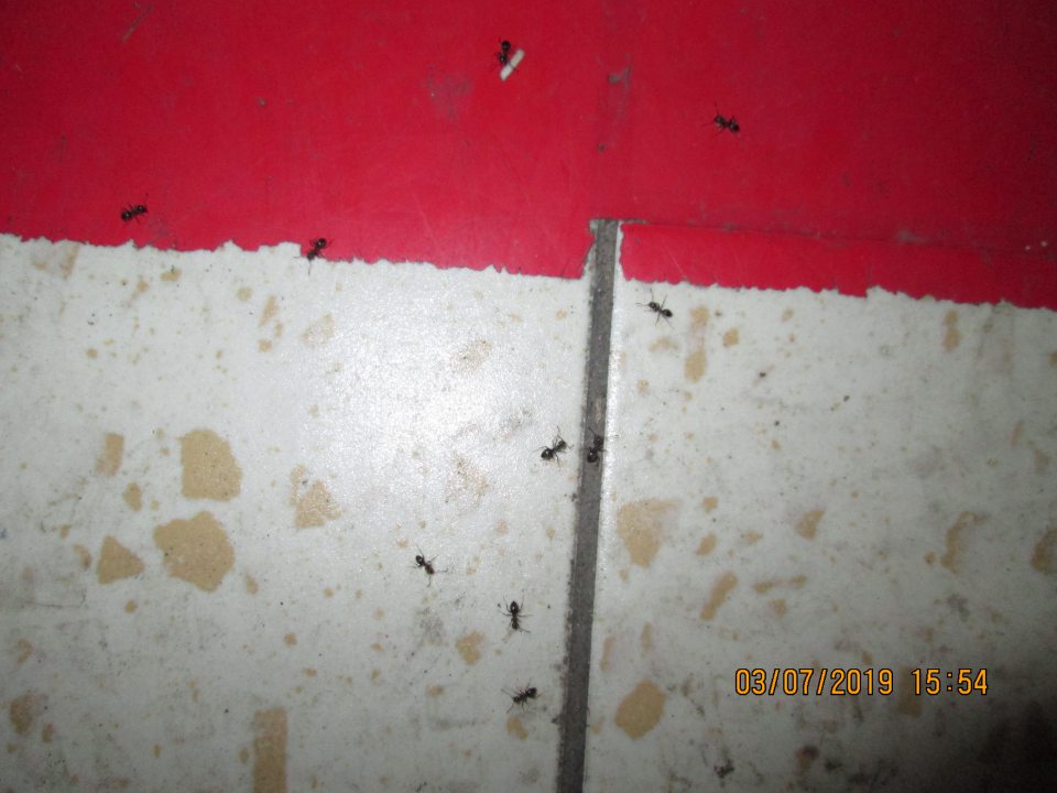 Zistený zvýšený výskyt živých škodcov - mravcov v zázemí prevádzky.