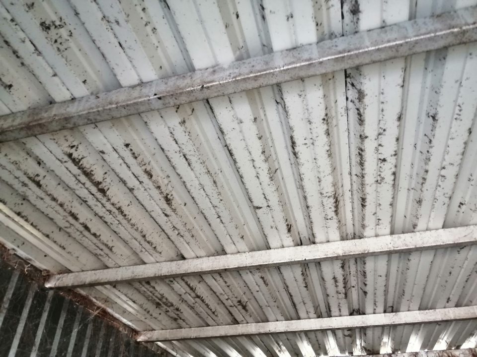 Strop klietky s kontajnermi s výskytom plesne.