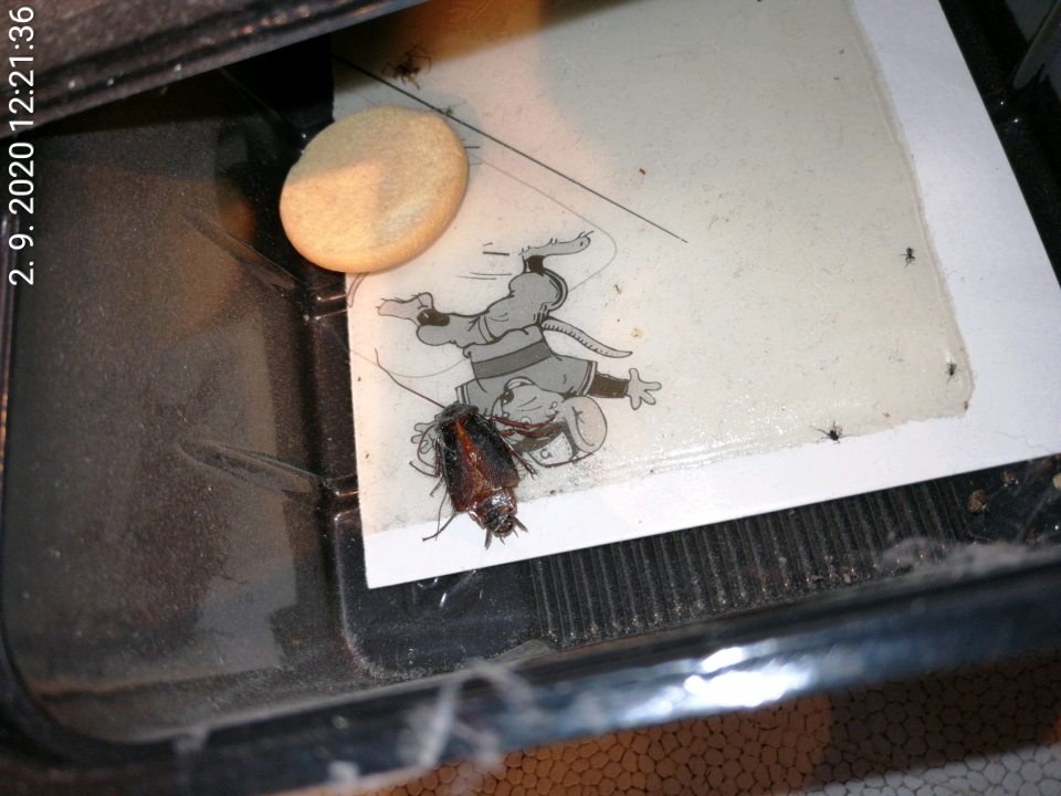 Výskyt švábov v predajni