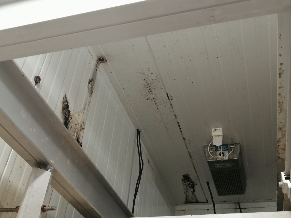 Znečistený strop a steny s výraznými kolóniami plesní v chladenom sklade mäsa.