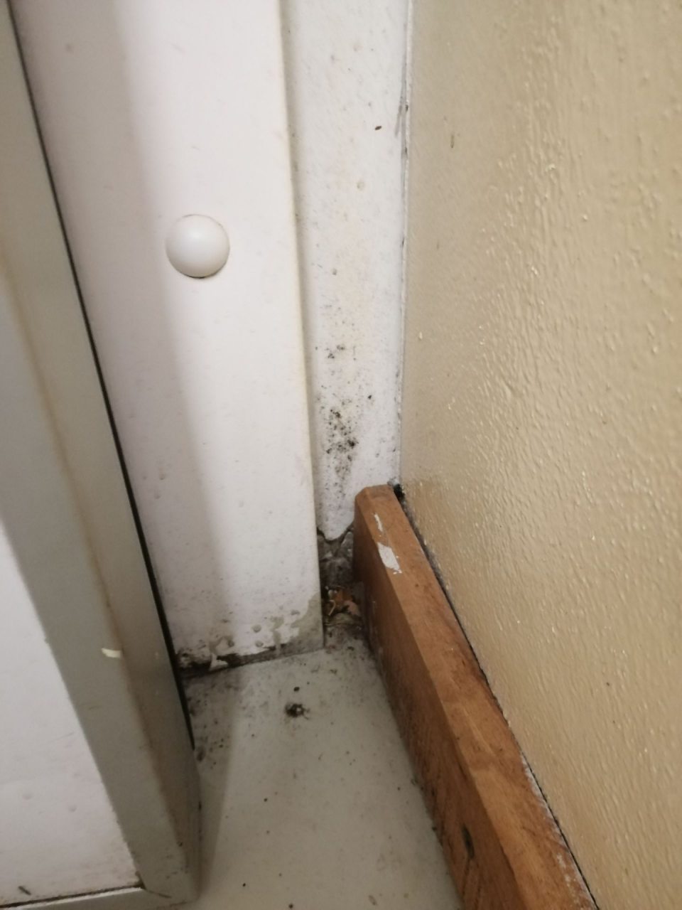 Znečistená zárubňa dverí s výskytom plesne chladeného skladu ovocia a zeleniny.