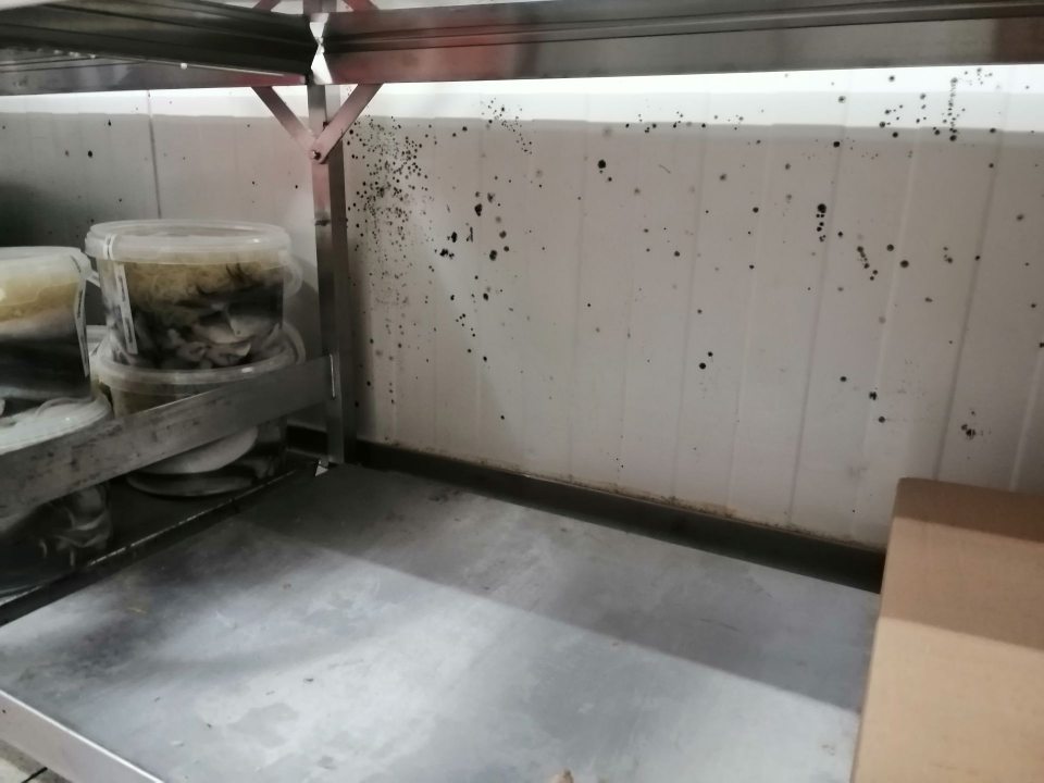 Pleseň na stene za regálmi v chladiarni údenín.