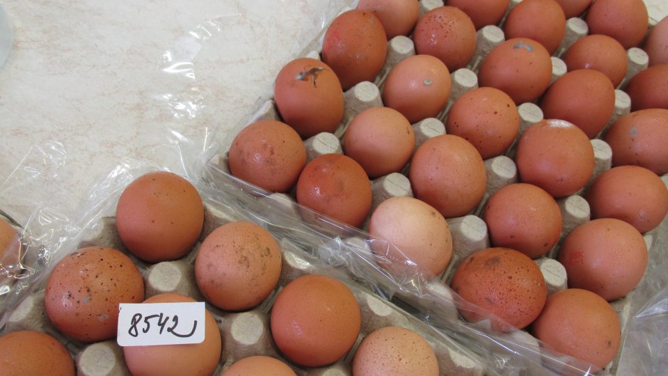 Na povrchu vajec prítomné plesne, čo sa potvrdilo aj mykologickým nálezom. Vykultivované plesne Penicillium sp. a Cladosporium sp. 