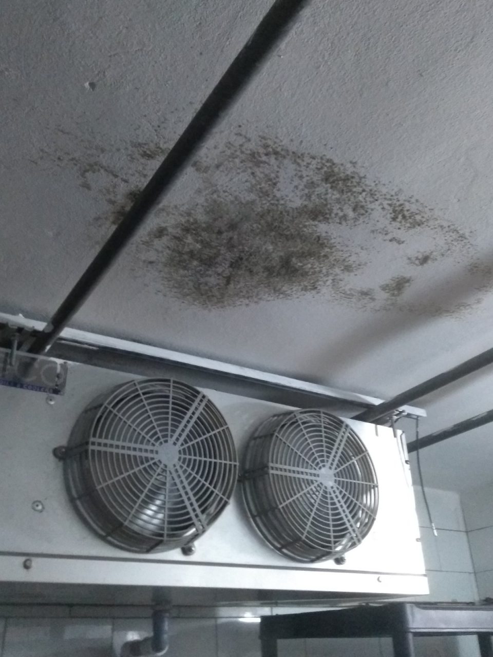 V chladiacom boxe s mliečnymi výrobkami znečistenie s výskytom plesne na strope.