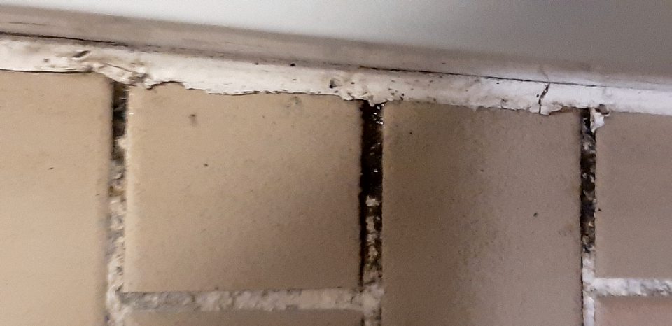 V chladiacom boxe mliečnych výrobkov výskyt plesne medzi obkladačkami.
