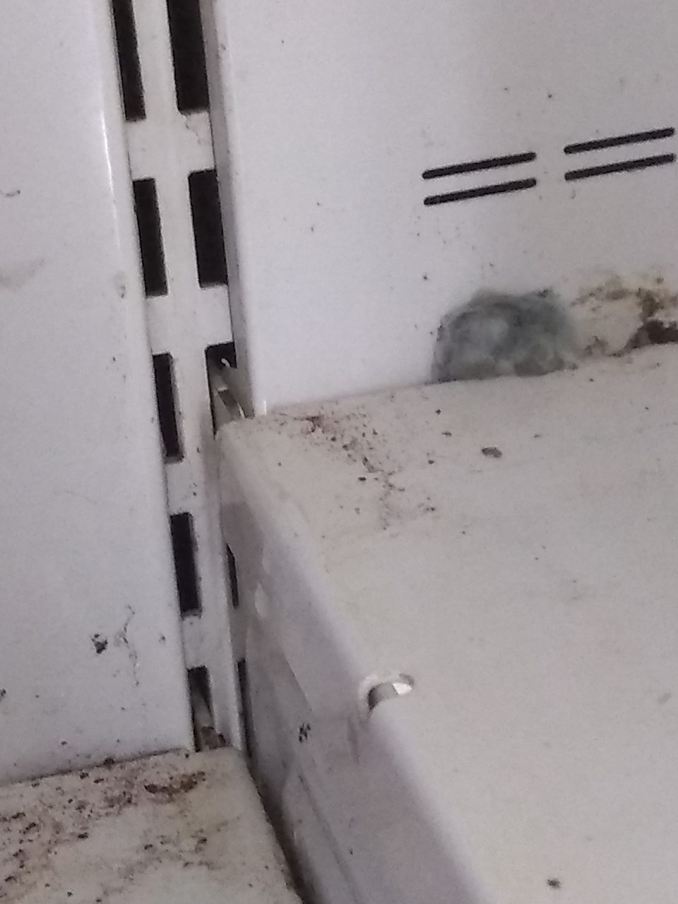 V chladiacej vitríne s uskladnenými mliečnymi výrobkami znečistené úložné plochy, zadné steny, stropy so značným výskytom plesne.