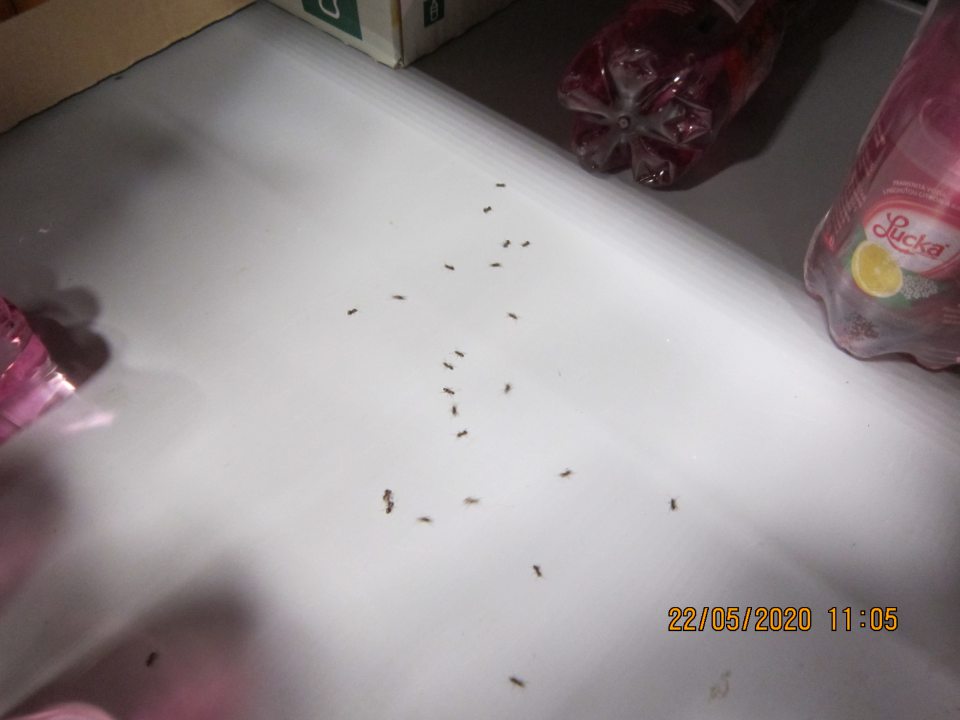 Výskyt lezúceho hmyzu – mravcov na úseku predaja ochutených nealkoholických nápojov. 