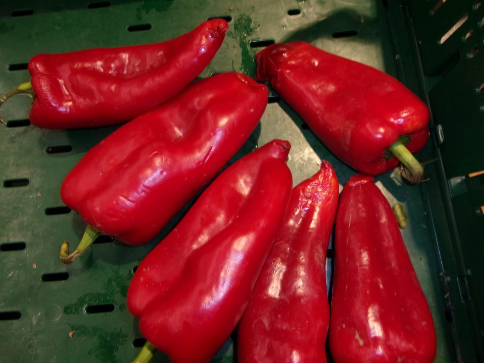 Paprika kápia s nahnitými špičkami.