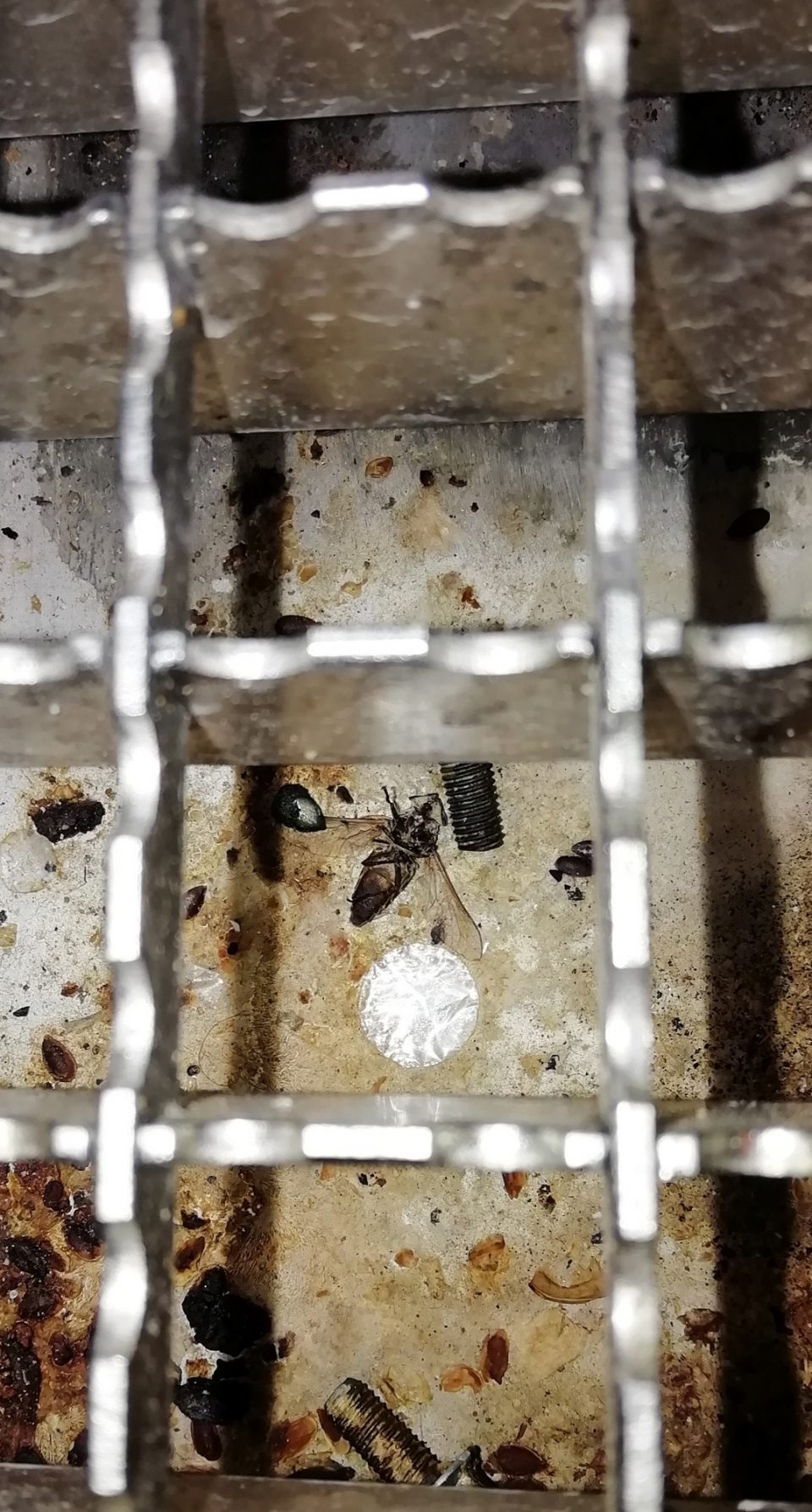 Špina a uhynutý hmyz pod kanálovou mriežkou v časti prevádzkarne slúžiacej na dopekanie polotovarov.